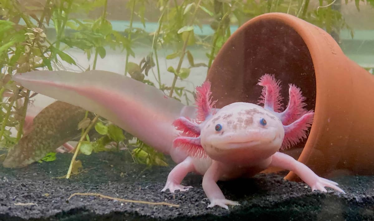 Axolotl