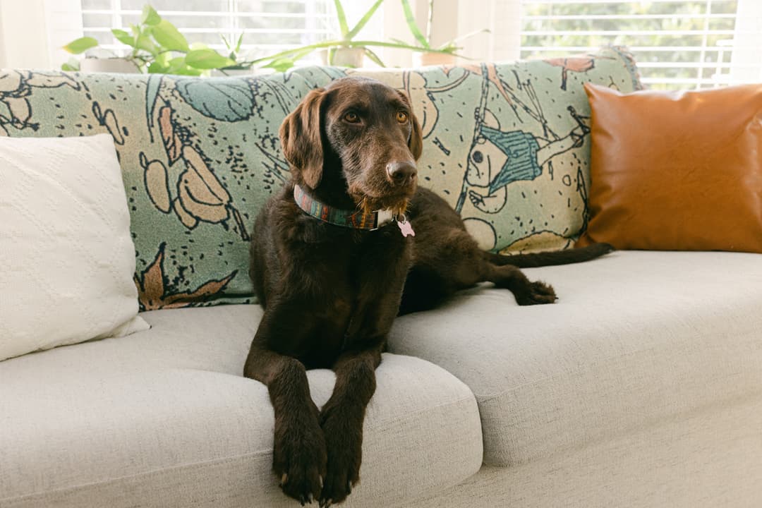 Mara the dog, reposing on couch