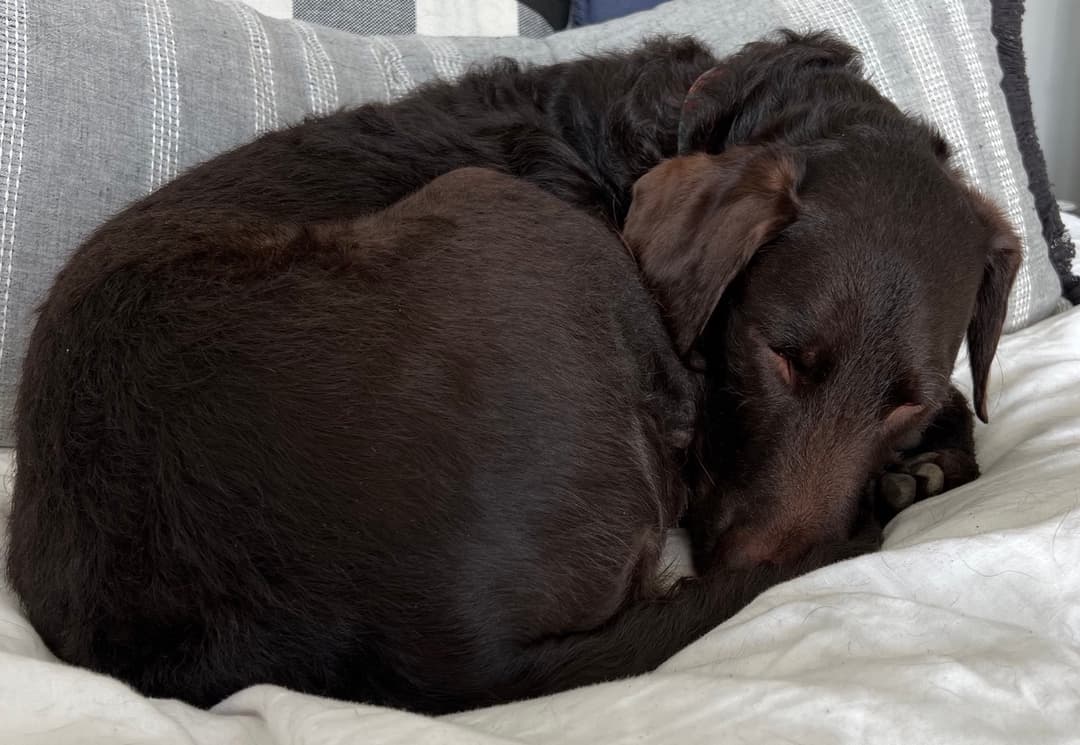 Mara the dog, curled up sleeping